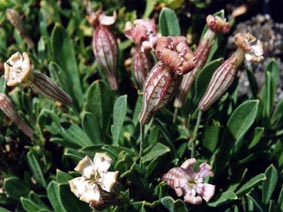 Silene vallesia